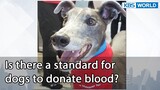 Is there a standard for dogs to donate blood? (Dogs are incredible EP.101-1) | KBS WORLD TV 211124