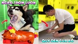 Thú Cưng Vlog | Ngáo Lúc Ky Siêu Quậy #1 | Chó Husky thông minh vui nhộn | Smart dog husky pets