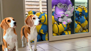 Funny Dogs vs Minion ในการรวบรวมแอนิเมชั่นชีวิตจริง! ต้องเจอ!