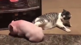Cat: Stupid Pig, Go Away! Or You'll Be Roasted…