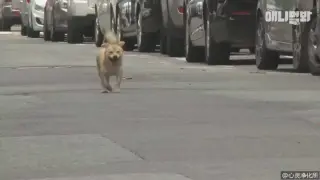 Even the street dogs can warm the heart