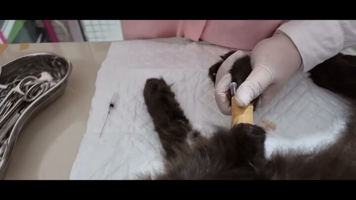 Cara Infus Pada Kucing Yang Sudah Lemas
