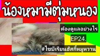 น้องหมามีตุ่มหนองบริเวณหน้าท้อง ต้องทำอย่างไร#ไซบีเรียนฮัสกี้หมูหวาน EP24.