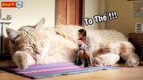 💥 TOP 10 Loài Mèo Khủng Nhất Thế Giới Thật Không Thể Tin Nổi | Bành TV