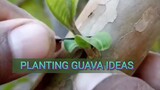 Planting Guava Ideas