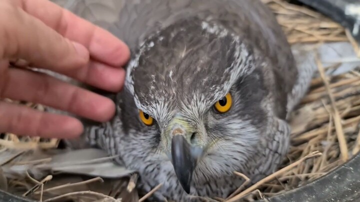 A Mother Goshawk Sitting on Her Eggs