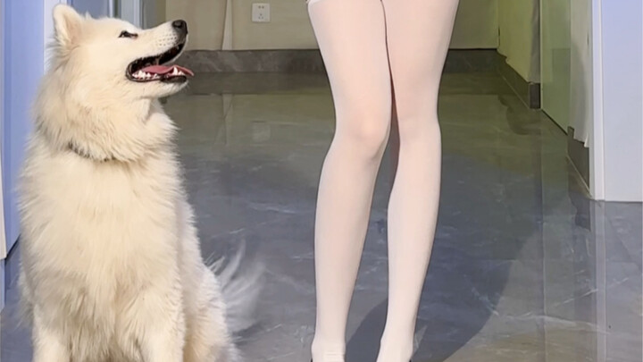 Anjing reparasi siapa yang berperilaku baik? Oh, ternyata itu milikku.
