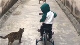 [สัตว์]แมวผู้กล้าที่ปกป้องมนุษย์|<เฆี่ยน>