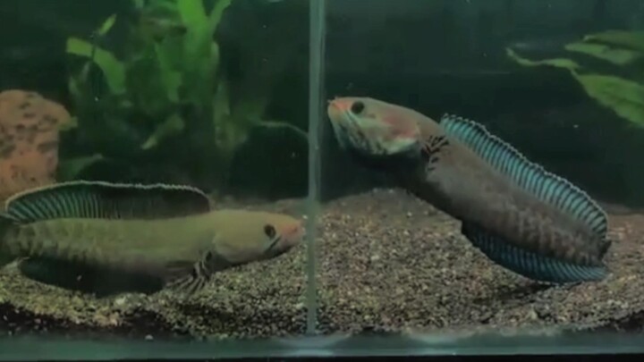 Chana Breeding