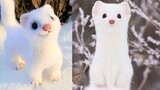 Snow elves - Himalayan weasels and White Weasels