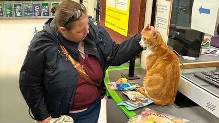 The Cat Distribution System is in full effect! 😹💕Cute Cat and Human