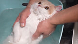 Mèo con, cậu sủa hai lần khi tắm!