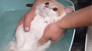 Kitten, you bark twice when you take a bath!