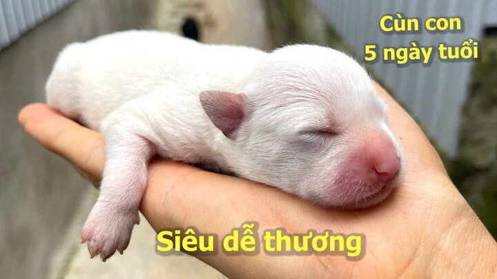 Ngắm những chú cún con màu trắng mới sinh cực dễ thương cu te