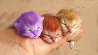 Try Not To Laugh Challenge : Cute And Funny Cats Videos #11 - Funniest Animal Videos 2022