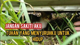 Kucing Jalanan Trauma Berat Ngumpet Di Kolong Mobil Mungkin Sering Di Sakiti Lihat Endingnya..!