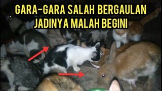 Subhanallah Persahabatan Kucing Dan Kelinci Ini Sangat Mengaggumkan Sampai Makan Whizkas Bersama..!