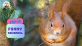 Funny Squirrel 4K Video