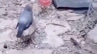 MARYAM ( Merpati Ayam )