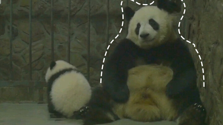 Cheng Da: It's not me, dad!! The cub is the one refusing to drink the mill. I have tried!! (   :∇:) Life is hard