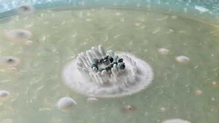 Penicillium vulpinum Timelapse