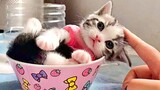 This Baby Munchkin Kitten Will Melt Your Heart With Cuteness