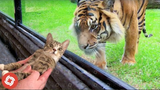 I Found Some Really Funny Cat vs Tiger (2)