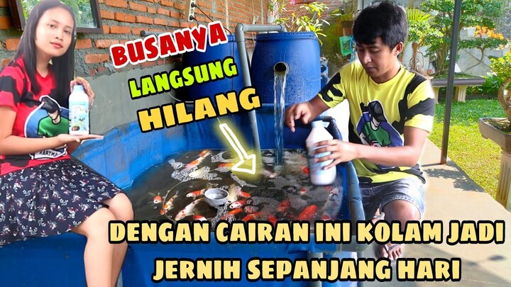 edan‼️ sekali tuang busanya langsung hilang - tips agar kolam koi airnya jernih sepanjang hari