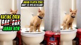 PINTER BANGET!! Kelakuan Kucing Oren Saat BAB di Toilet Bikin Netizen Kagum 😍 - Kucing Oren Lucu