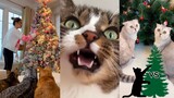 🐈‍⬛🌲Cats vs Christmas Trees Funny TikTok Compilation 2023 Part 2 #cats #christmas2023
