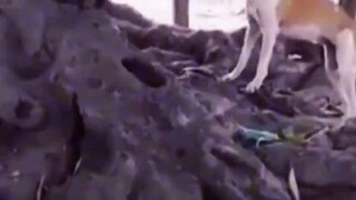 Đây mới là đăg cấp của lão tôn đây 😂😂🤣🤣