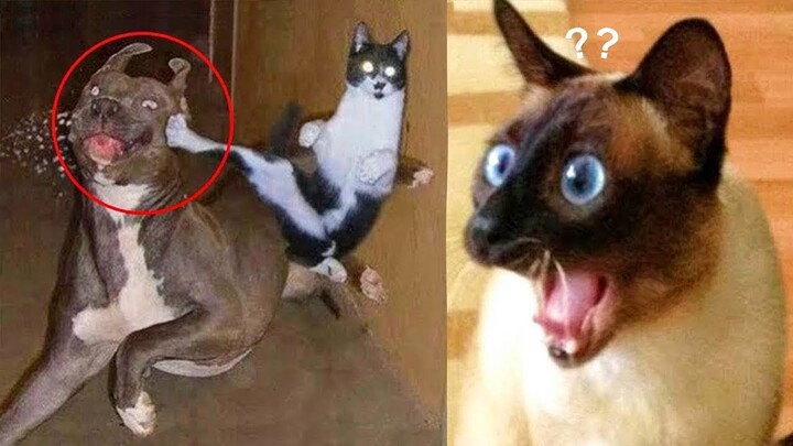 Funny Animal Videos 2022 π - Funniest Cats And Dogs Videos πΊπ #24 - Bilibili Funny Animal Videos 2022 π - Funniest Cats And Dogs Videos πΊπ #24 - Bilibili