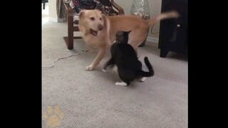 Funny dog & cat #2 | Cute moment