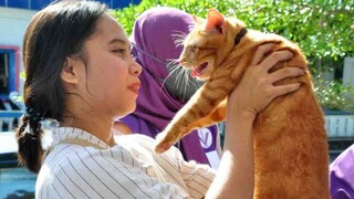 Moodbooster bgt kucingnya😍 mana kepalanyaa gede bgt!!🤩🤩 catlovers mesti liat Kucing satu ini!!👍