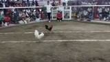 2 cock. Entry Name : Pedro Juan. 1st Fight Win