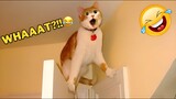 Funniest Animal Videos 2023😅 Best Funny Cats & Dogs Videos🥰9
