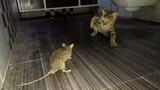 [Apa itu putus asa?] Kucing menangkap tikus, mau mati pun susah.