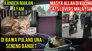 Kucing Una Korban Kecelakaan Menagis Di Jalan Sudah Di Bawa Pulang | ada Tamu Cats Lovers Malaysia