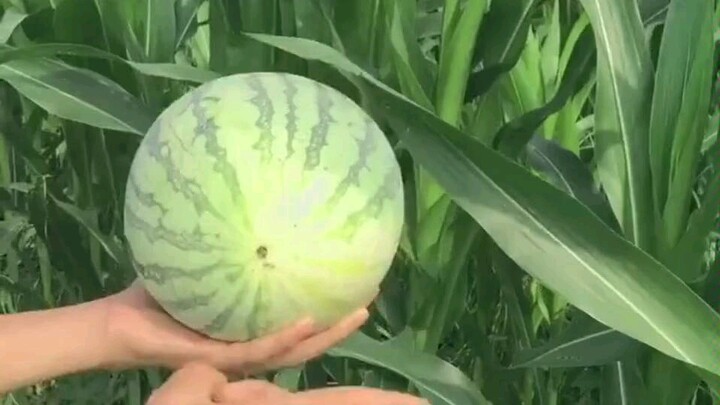 It turns out that to eat watermelon, you have to peel it.