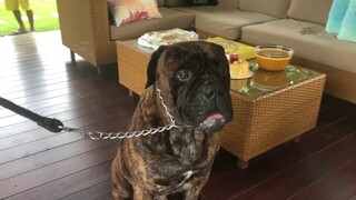 Bullmastiff 3yrs old Maxxy, Birthday celebration..