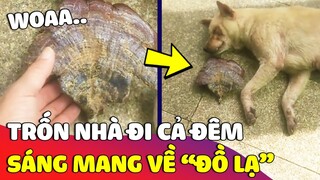 Con lu 'ĐI MẤT TÍCH' nguyên đêm, sáng mở mắt ra thì thấy nó 'MANG ĐỒ LẠ' về nhà 😂 | Gâu Đần