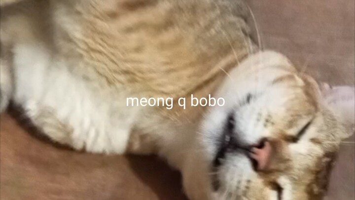 pus meang meong