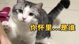 这是看过甄嬛传的猫…