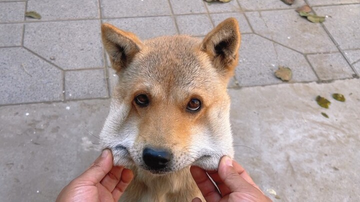 Musim dingin akan tiba, mari kita tangkap ikan untuk anjing kita