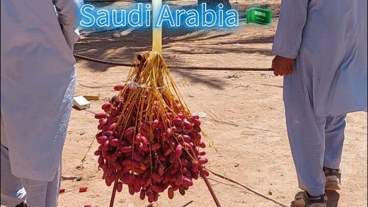 date session al jouf province saudi arabia