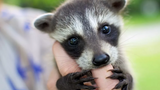 Cute Baby Raccoons Videos Compilation 🔴 Adorables Mapaches Bebé Vídeo Recopilación