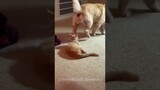 😹Hilarious Moments with Funny Animal Friends🥰 | Animals LOL Moments #funnyanimals #funnydogs