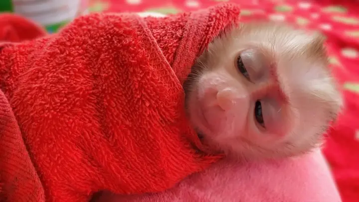 Most Adorable Baby Monkey!! Wow, So cute, Tiny Luca looks like a human baby while waiting for milk