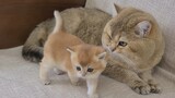 [Hewan] Momen pertama Ayah Kucing berduaan dengan bayi kucingnya