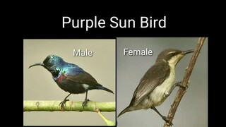 BIRDS IN GARDEN